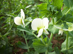 Flor de guisante común