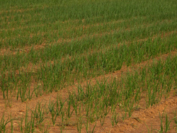 Cultivo ecológico de cebollas en Murcia