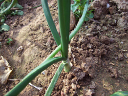 Detalle del cuello