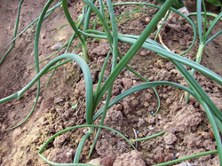 Cebollas en caballón