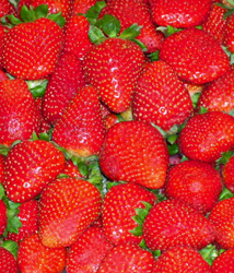 Fresas. Foto cedida por Miguel J. Jordá