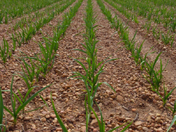 Cultivo ecológico de ajos