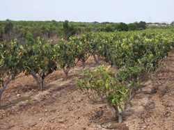 Cultivo ecológico de nísperos en Murcia