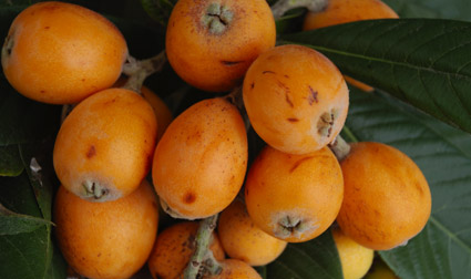 Nísperos. Foto: Miguel J. Jordá