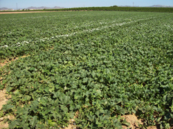 Cultivo ecológico de sandías en Murcia