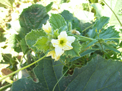 Flor de sandía