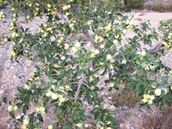 Cultivo ecológico de manzanos en Murcia
