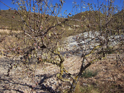 Cultivo ecológico de almendros en Murcia