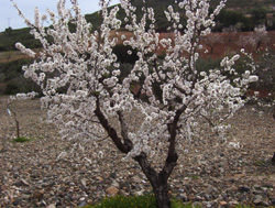 Almendro en flor