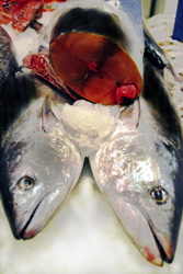 Atún. Foto cedida por Miguel J. Jordá