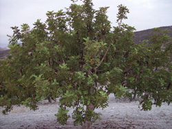 Cultivo ecológico de algarrobos en Murcia