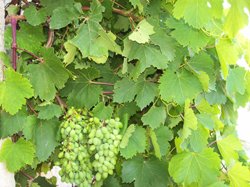 Cultivo ecológico de uva en Murcia