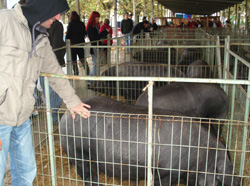Porc negres