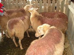 Ovejas mallorquinas