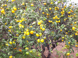 Cultivo ecológico de mandarinos en Murcia