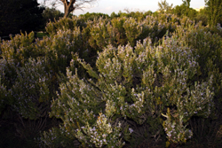 Cultivo ecológico de romero en Murcia