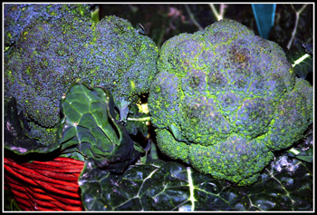 Brócoli. Foto cedida por Miguel J. Jordá
