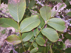 Detalle de la hoja