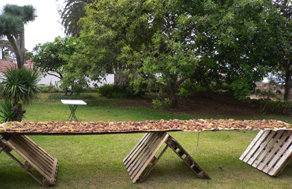 Uvas asoleadas en esteras