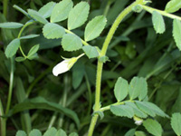 Detalle de la flor