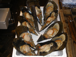 Hotaegi (molusco de Sapporo, con carne como vieira y concha tipo mejillón)