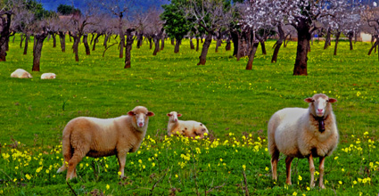 Corderos en el campo. Foto cedida por Miguel J. Jordá