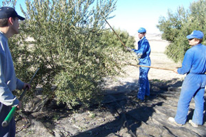 Aceituneros trabajando