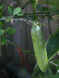 El fruto en el árbol