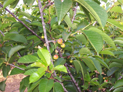 Cultivo ecológico de cerezos en Murcia