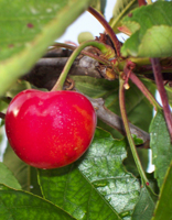 Detalle de la fruta en el árbol