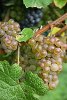 Foto de vendimia de P. Moreno para el libro Txacolí