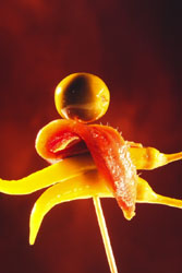 Gilda de Koldo Royo fotografiada para el libro Tapas