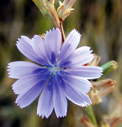 Flor de la achicoria