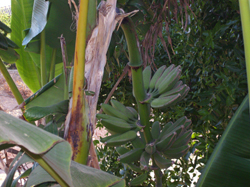 Cultivo ecológico de bananos