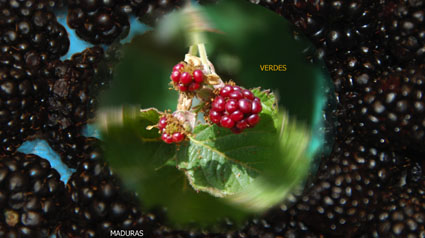 Moras. Foto cedida por Miguel J. Jordá