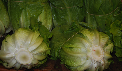 Lechuga romana. Foto cedida por Miguel J. Jordá