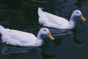 Patos en áreas lacustres