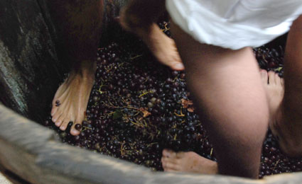 Vino: el pisado de la uva. Foto cedida por Miguel J. Jordá