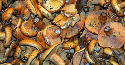 Rovellons. Foto cedida por Miguel J. Jordá