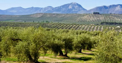 Olivar. Foto: Interprofesional del Aceite de Oliva