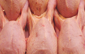 Codornices. Foto cedida por Miguel J. Jordá