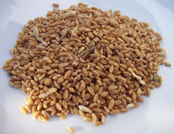 Farro