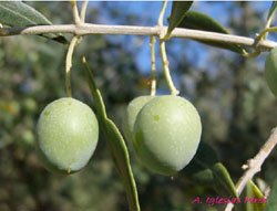 Foto: www.gata-hurdes.com