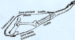 Zonas del jamón