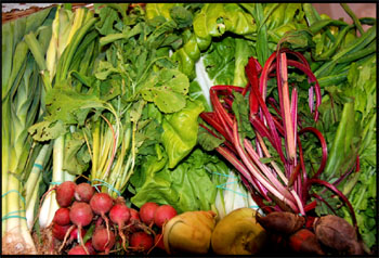 Verduras ecológicas. Foto cedida por Miguel J. Jordá