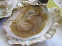 Ostra, molusco considerado afrodisíaco