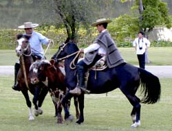 El novillo entre dos caballos