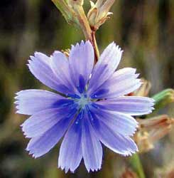 Flor de la achicoria