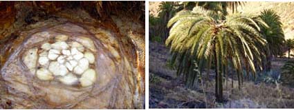 Emanación de savia. Palmera guarapeada en plena producción