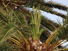 Emisión de nuevos brotes en la palmera después de dejar la actividad
